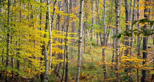 landscape photography tips. When its overcast shoot a forest scene