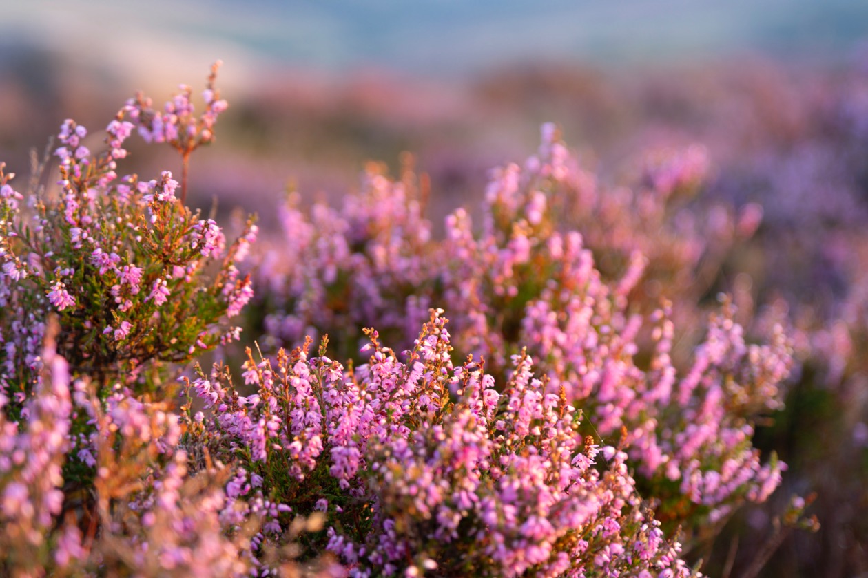 Flowering heather captured using a shallow depth of field