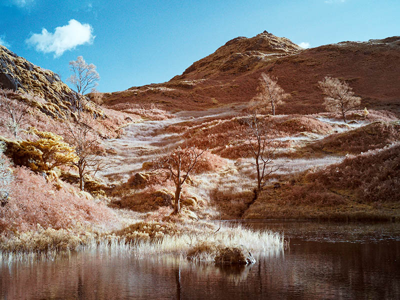 example infrared image showing false colour effect using a channel swap in Photoshop