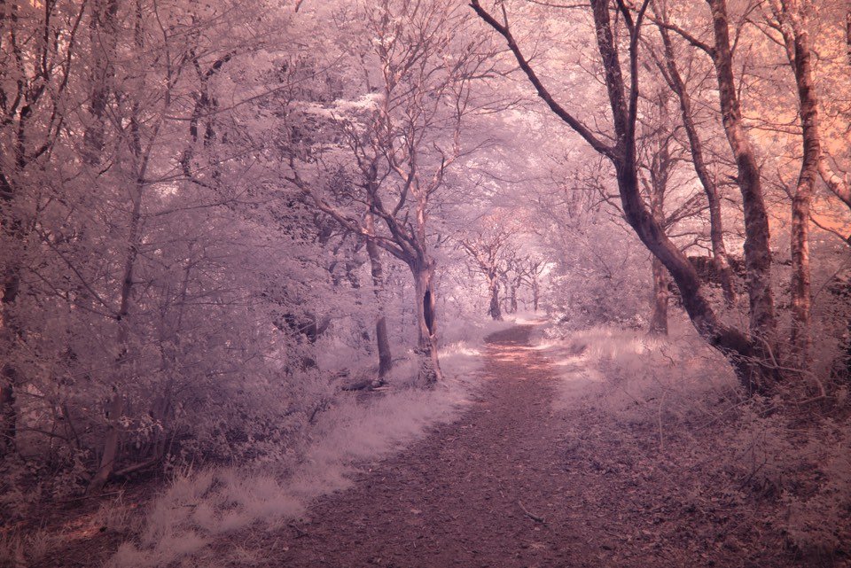 digital infrared image RAW file prior to post processing