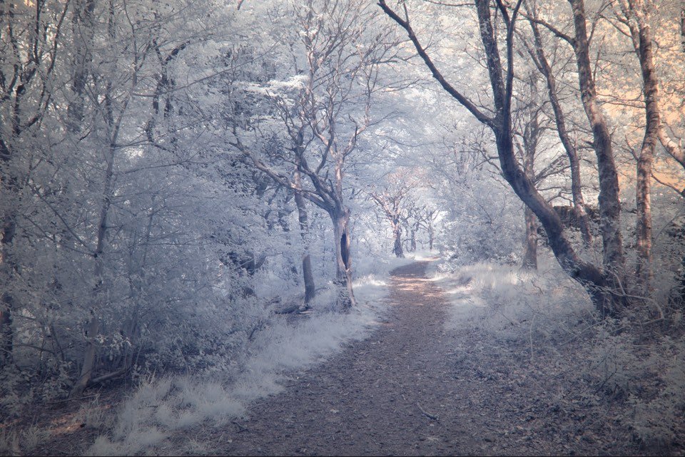 digital infrared image after applying the white balance correction