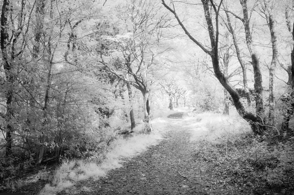 digital infrared image processed to black and white using Exposure X5